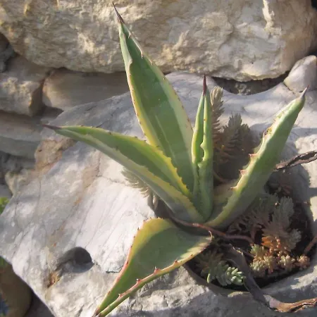 Margita By Interhome * Supetar