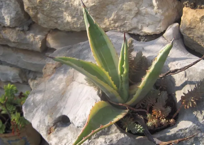 Margita By Interhome * Supetar