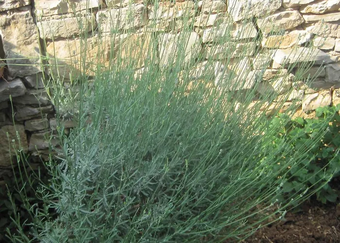 Margita By Interhome *